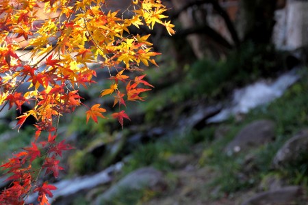 橋の下からぱしゃり。太陽の光がもみじに透けて、いい感じの雰囲気。 橋の下からぱしゃり。太陽の光がもみじに透けて、いい感じの雰囲気。