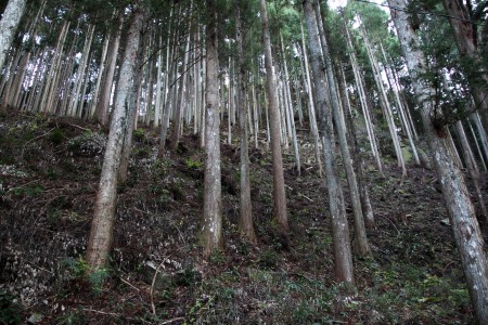 迷って裏山にいくとこんな感じ。雑然とそそりたつ杉林の絶景。 迷って裏山にいくとこんな感じ。雑然とそそりたつ杉林の絶景。