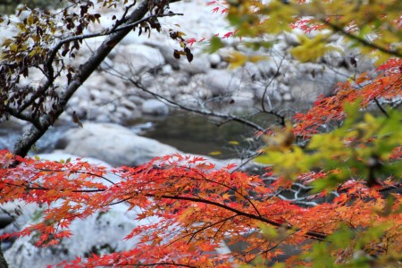 人気のない所にいくと、山の風が降りてきてすこし肌寒い。 人気のない所にいくと、山の風が降りてきてすこし肌寒い。